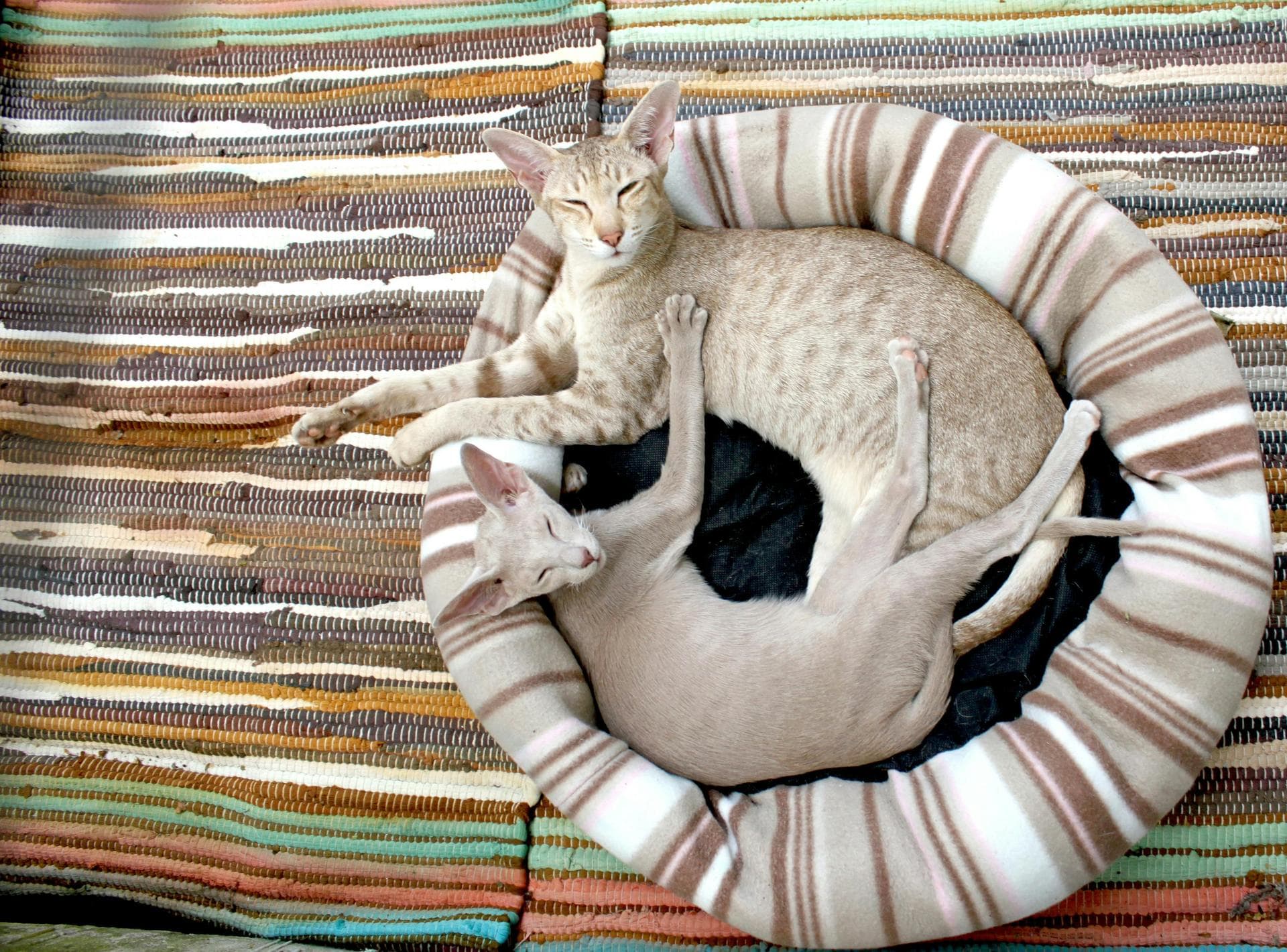 Two cats sleeping peacefully in bed