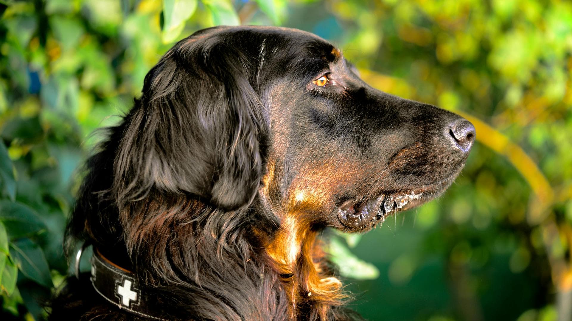 Specialist Vets in Camden