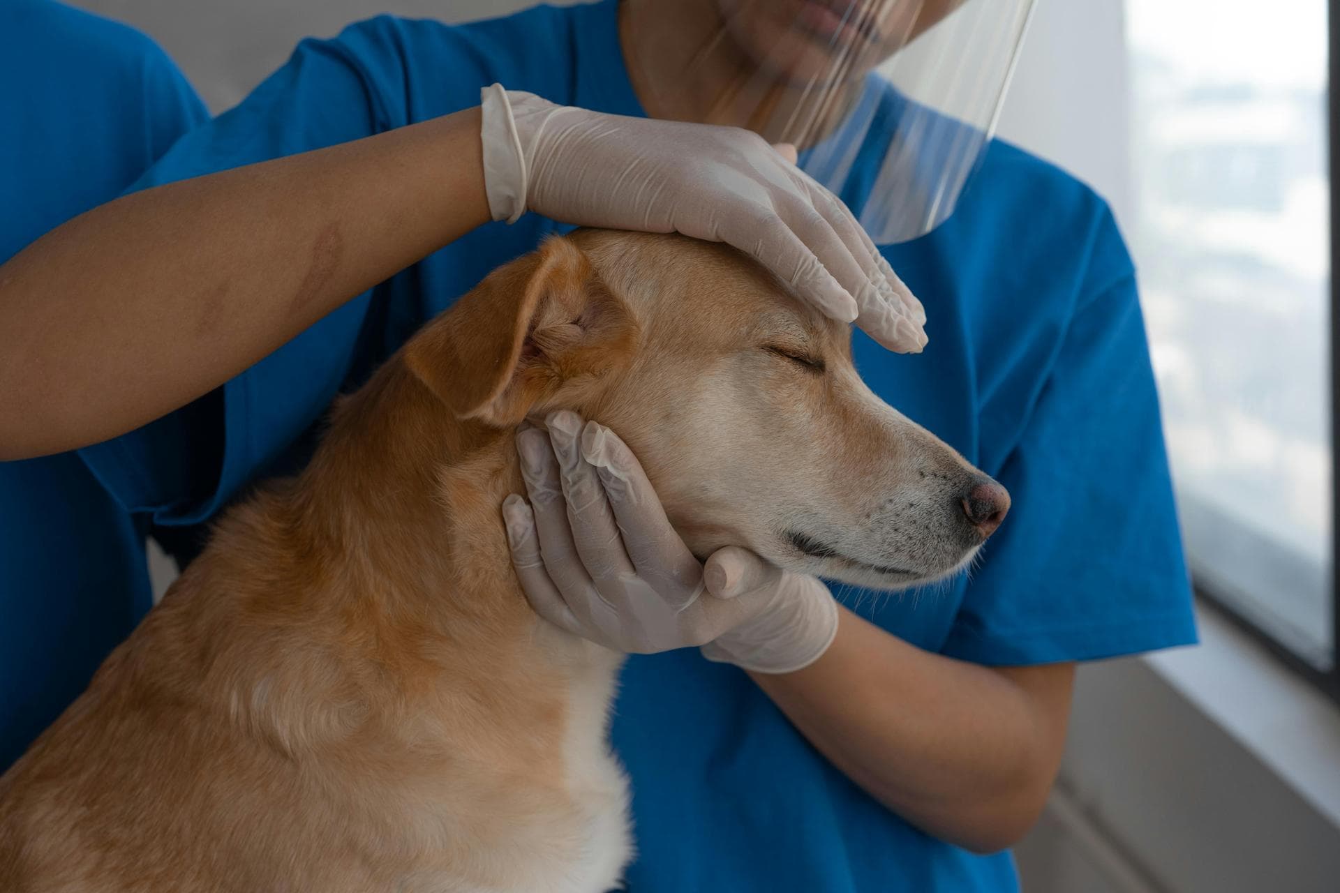 Annual Vaccination With Kennel Cough Prices in Camden