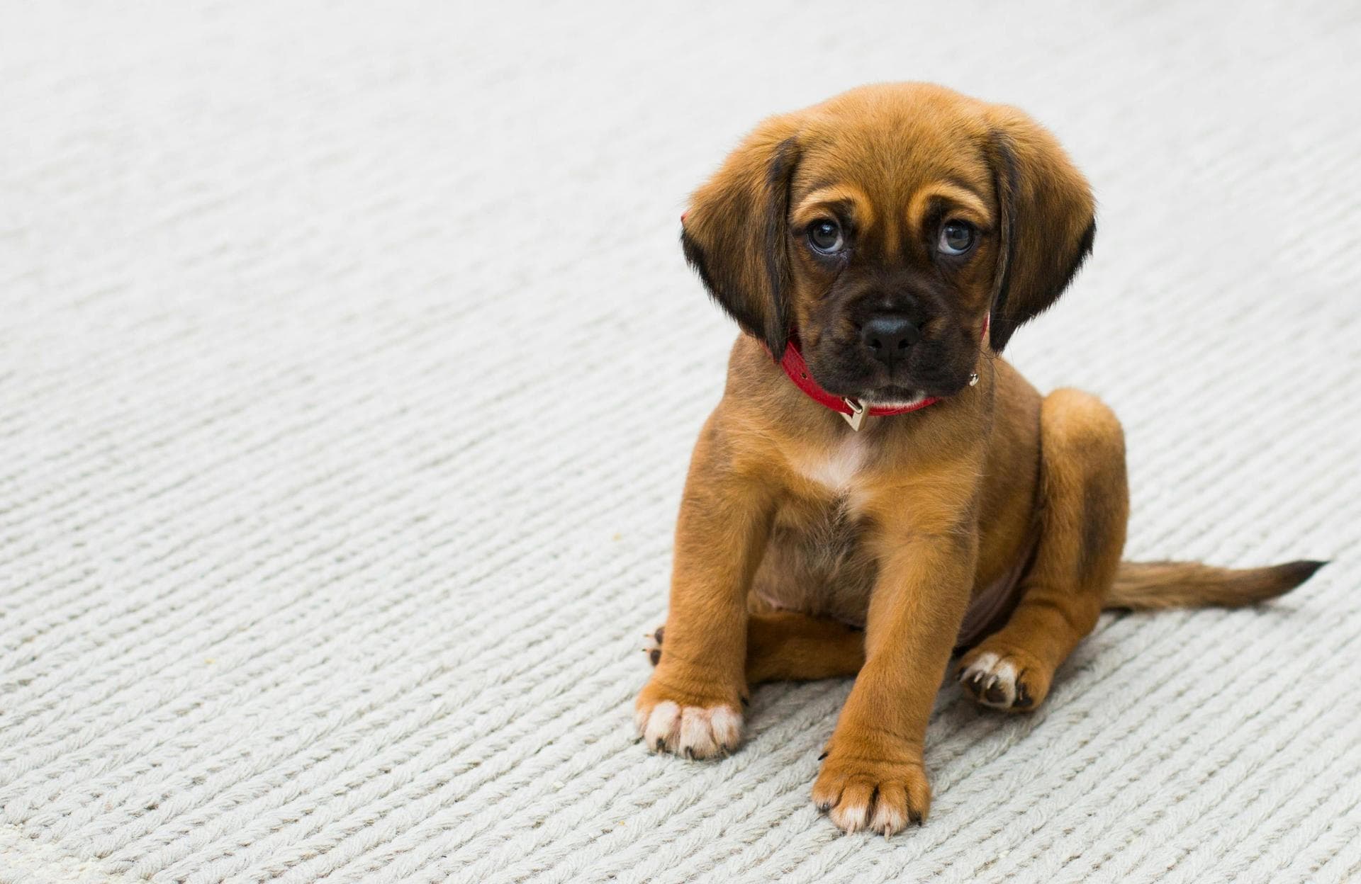 Dog Puppy Vaccinations Kennel Cough Prices in Camden