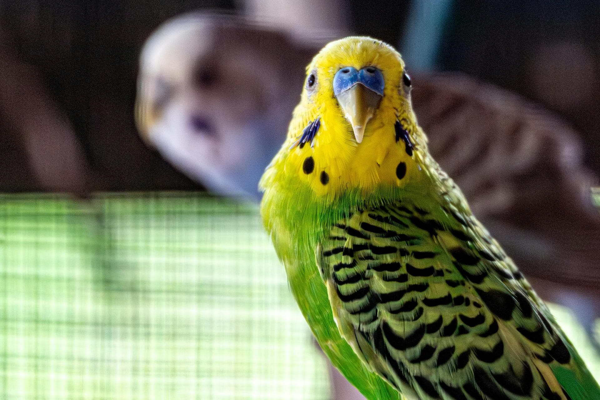 Dog & Cat Vets in Camden