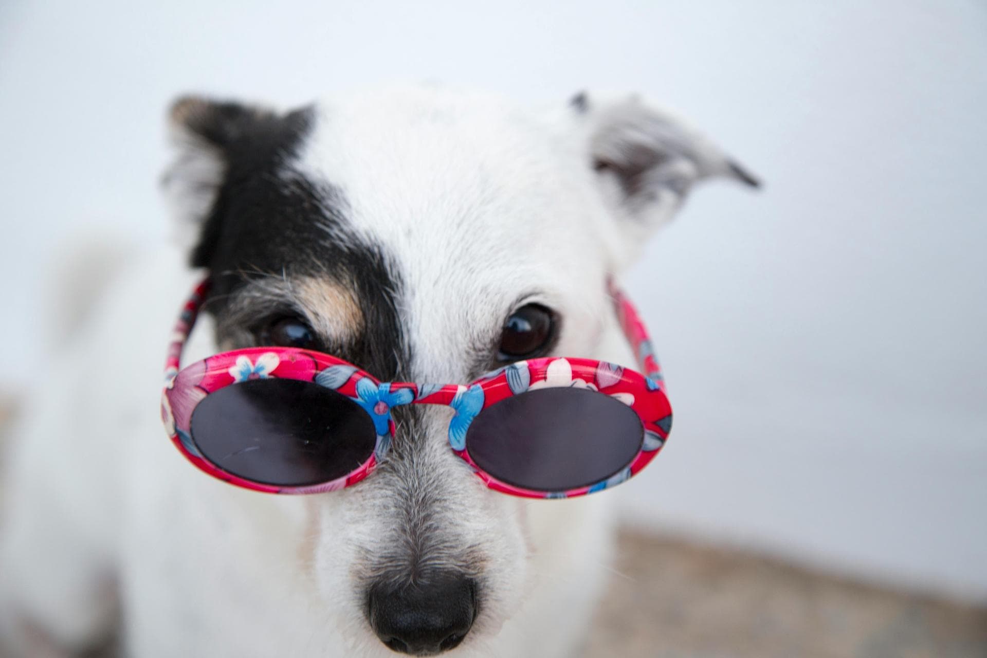 Rabies Vaccination Prices in Camden