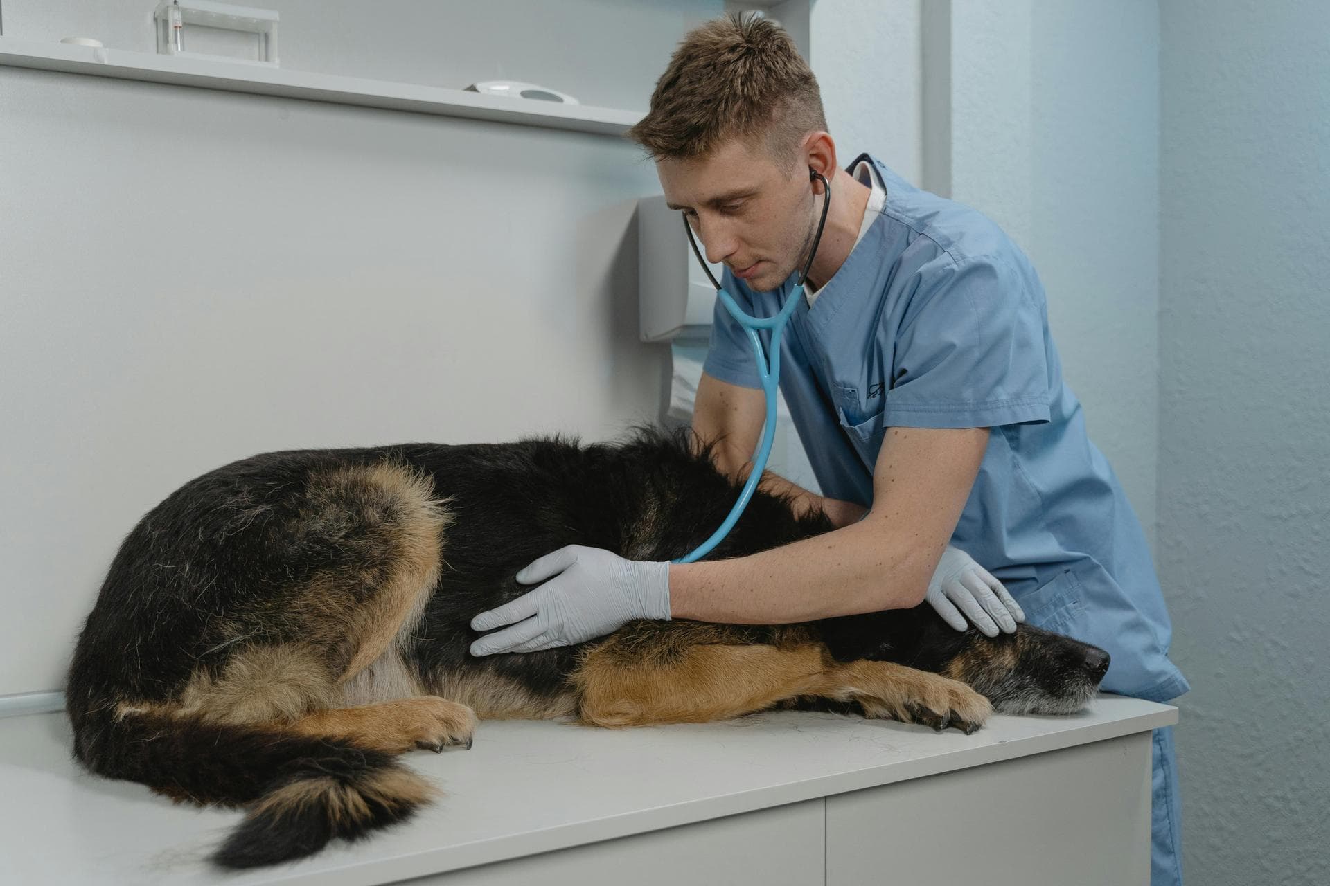Vet Prices in Camden