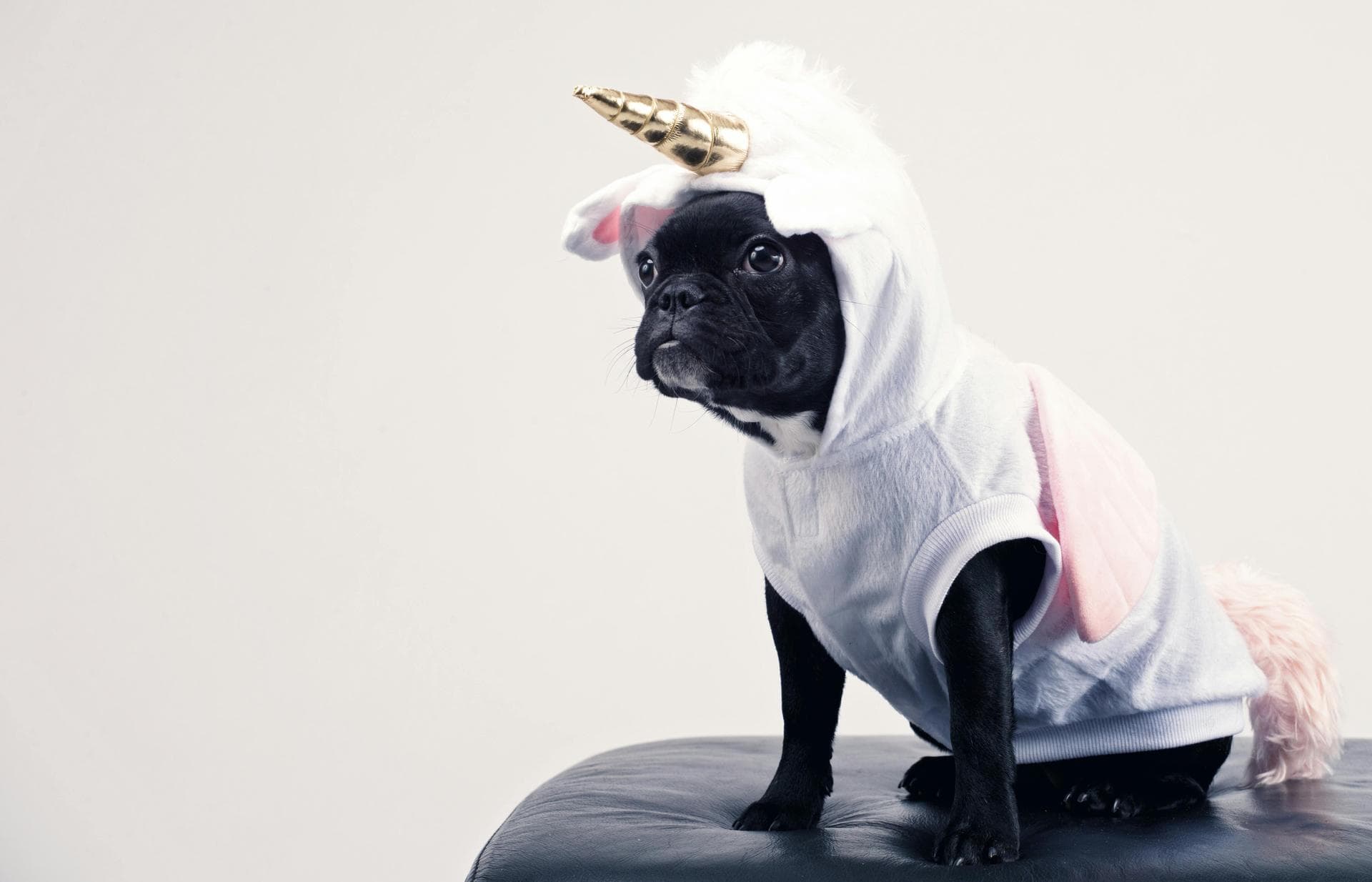 Dog Dental Prices in Camden